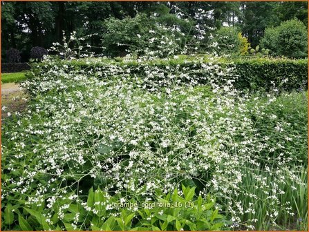 Crambe cordifolia | Zeekool | Herzbl&auml;ttriger Bl&uuml;tenkohl