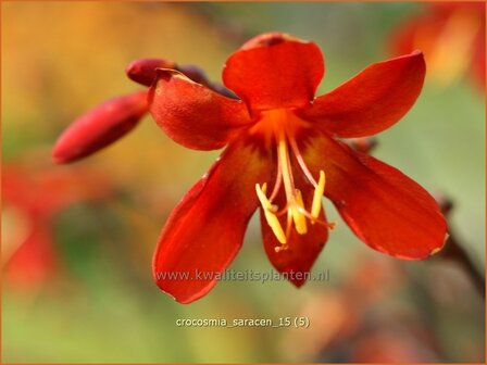 Crocosmia &#039;Saracen&#039; | Montbretia | Montbretie