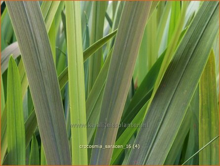 Crocosmia &#039;Saracen&#039; | Montbretia | Montbretie