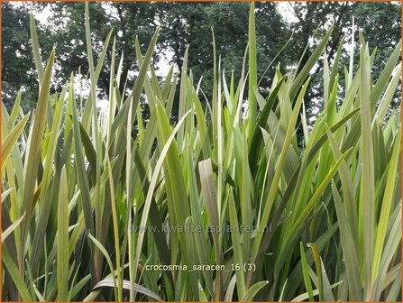 Crocosmia &#039;Saracen&#039; | Montbretia | Montbretie