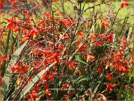 Crocosmia &#039;Saracen&#039; | Montbretia | Montbretie