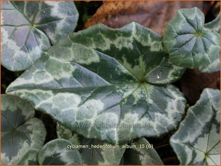 Cyclamen hederifolium &#039;Album&#039; | Napolitaanse cyclaam, Cyclaam, Alpenviooltje, Tuincyclaam | Herbst-Alpenveilchen