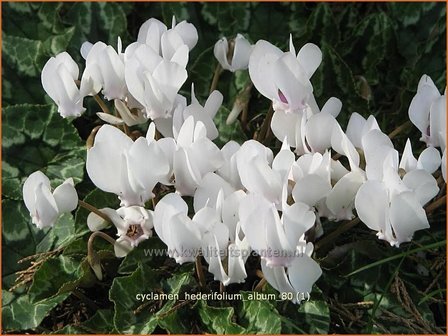 Cyclamen hederifolium &#039;Album&#039; | Napolitaanse cyclaam, Cyclaam, Alpenviooltje, Tuincyclaam | Herbst-Alpenveilchen