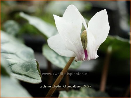 Cyclamen hederifolium &#039;Album&#039; | Napolitaanse cyclaam, Cyclaam, Alpenviooltje, Tuincyclaam | Herbst-Alpenveilchen