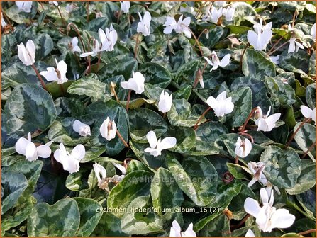 Cyclamen hederifolium &#039;Album&#039; | Napolitaanse cyclaam, Cyclaam, Alpenviooltje, Tuincyclaam | Herbst-Alpenveilchen