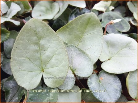 Cyclamen hederifolium &#039;Silver Leaf Album&#039; | Napolitaanse cyclaam, Cyclaam, Alpenviooltje, Tuincyclaam | Herbst-Alpenv