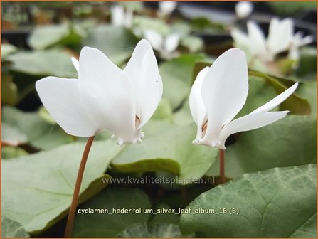 Cyclamen hederifolium &#039;Silver Leaf Album&#039; | Napolitaanse cyclaam, Cyclaam, Alpenviooltje, Tuincyclaam | Herbst-Alpenv