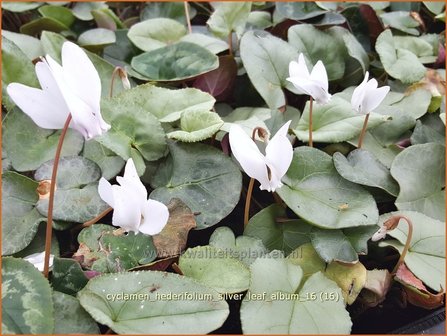 Cyclamen hederifolium &#039;Silver Leaf Album&#039; | Napolitaanse cyclaam, Cyclaam, Alpenviooltje, Tuincyclaam | Herbst-Alpenv