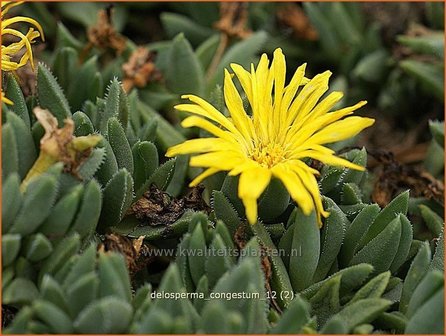 Delosperma congestum | IJsbloempje, IJsplant | Gedr&auml;ngte Mittagsblume