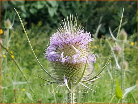 Dipsacus fullonum | Kaardebol, Weverskaarde | Wilde Karde