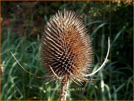 Dipsacus fullonum | Kaardebol, Weverskaarde | Wilde Karde