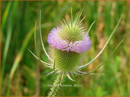 Dipsacus fullonum | Kaardebol, Weverskaarde | Wilde Karde