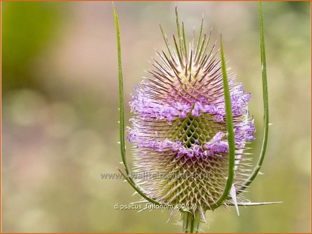 Dipsacus fullonum | Kaardebol, Weverskaarde | Wilde Karde