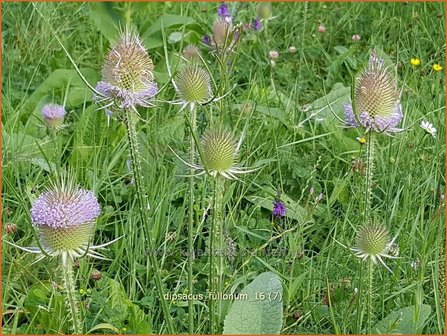 Dipsacus fullonum | Kaardebol, Weverskaarde | Wilde Karde