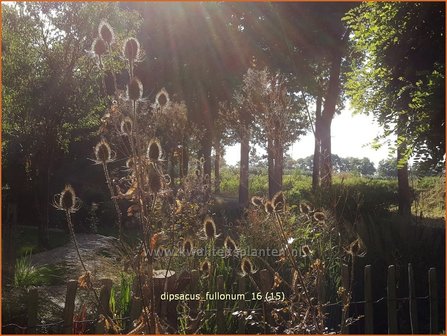 Dipsacus fullonum | Kaardebol, Weverskaarde | Wilde Karde