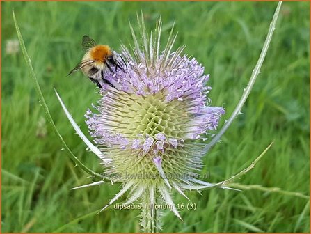 Dipsacus fullonum | Kaardebol, Weverskaarde | Wilde Karde