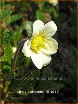 Dryas suendermannii | Zilverkruid | S&uuml;ndermanns Silberwurz