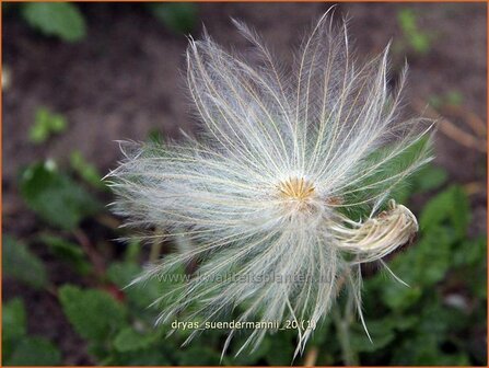 Dryas suendermannii | Zilverkruid | S&uuml;ndermanns Silberwurz