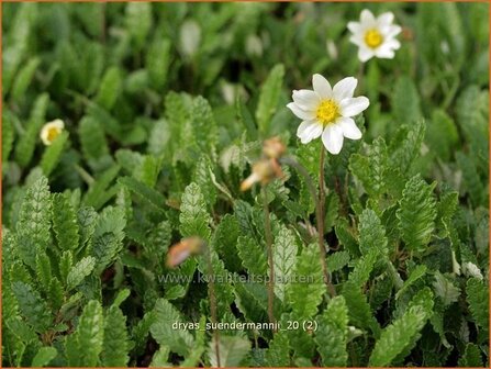 Dryas suendermannii | Zilverkruid | S&uuml;ndermanns Silberwurz