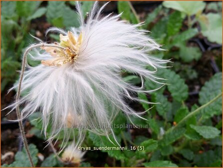 Dryas suendermannii | Zilverkruid | S&uuml;ndermanns Silberwurz