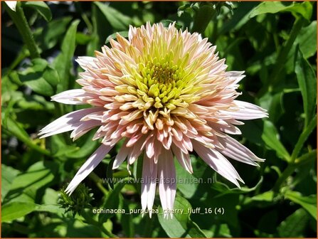 Echinacea purpurea &#039;Cherry Fluff&#039; | Zonnehoed | Roter Sonnenhut