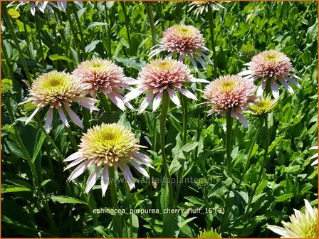 Echinacea purpurea &#039;Cherry Fluff&#039; | Zonnehoed | Roter Sonnenhut