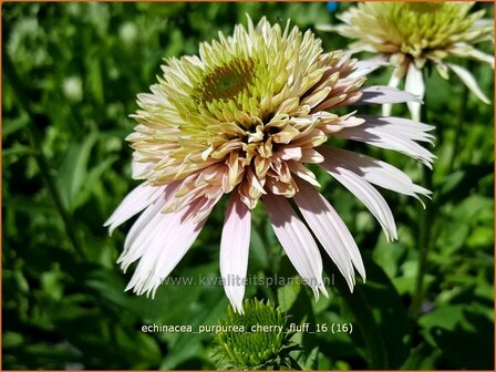 Echinacea purpurea &#039;Cherry Fluff&#039; | Zonnehoed | Roter Sonnenhut