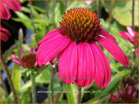 Echinacea purpurea &#039;Glowing Dream&#039; | Zonnehoed | Roter Sonnenhut