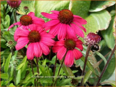 Echinacea purpurea &#039;Glowing Dream&#039; | Zonnehoed | Roter Sonnenhut