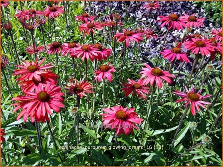 Echinacea purpurea &#039;Glowing Dream&#039; | Zonnehoed | Roter Sonnenhut