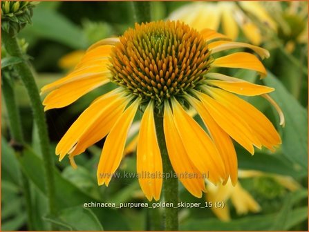 Echinacea purpurea &#039;Golden Skipper&#039; | Zonnehoed | Roter Sonnenhut