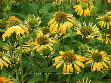 Echinacea purpurea &#039;Golden Skipper&#039; | Zonnehoed | Roter Sonnenhut