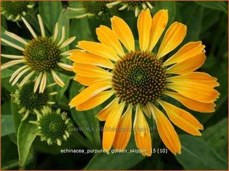 Echinacea purpurea &#039;Golden Skipper&#039; | Zonnehoed | Roter Sonnenhut