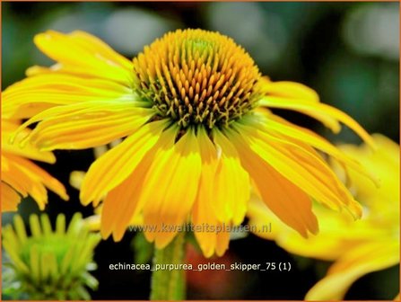 Echinacea purpurea &#039;Golden Skipper&#039; | Zonnehoed | Roter Sonnenhut