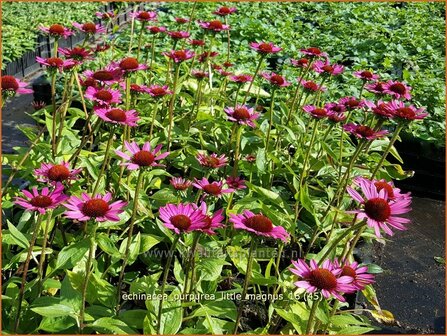 Echinacea purpurea &#039;Little Magnus&#039; | Zonnehoed | Roter Sonnenhut