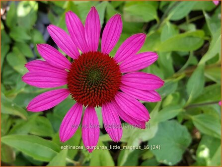 Echinacea purpurea &#039;Little Magnus&#039; | Zonnehoed | Roter Sonnenhut