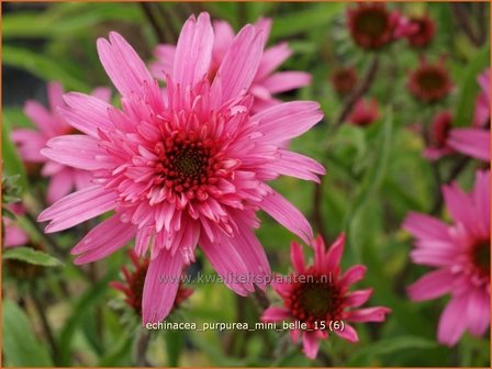 Echinacea purpurea &#039;Mini Belle&#039; | Zonnehoed | Roter Sonnenhut