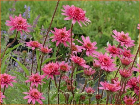 Echinacea purpurea &#039;Mini Belle&#039; | Zonnehoed | Roter Sonnenhut