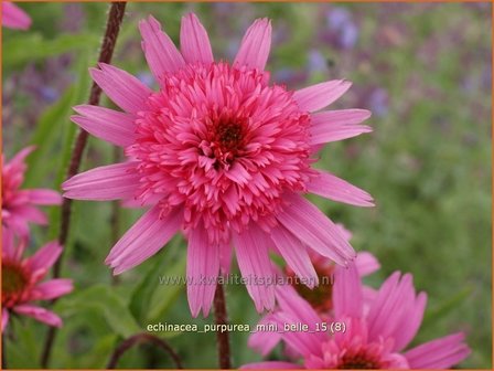 Echinacea purpurea &#039;Mini Belle&#039; | Zonnehoed | Roter Sonnenhut