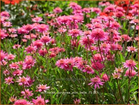 Echinacea purpurea &#039;Mini Belle&#039; | Zonnehoed | Roter Sonnenhut