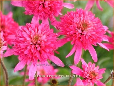 Echinacea purpurea &#039;Mini Belle&#039; | Zonnehoed | Roter Sonnenhut