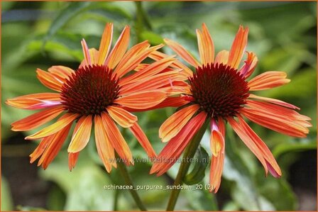 Echinacea purpurea &#039;Sundown&#039; | Zonnehoed | Roter Sonnenhut