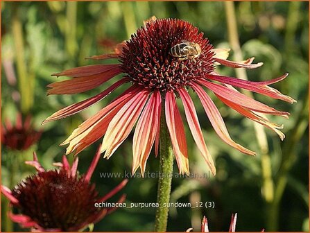 Echinacea purpurea &#039;Sundown&#039; | Zonnehoed | Roter Sonnenhut