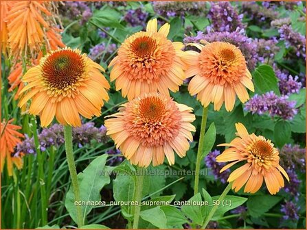 Echinacea purpurea &#039;Supreme Cantaloupe&#039; | Zonnehoed | Roter Sonnenhut