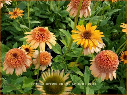 Echinacea purpurea &#039;Supreme Cantaloupe&#039; | Zonnehoed | Roter Sonnenhut