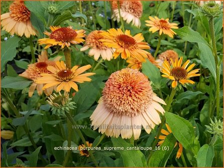 Echinacea purpurea &#039;Supreme Cantaloupe&#039; | Zonnehoed | Roter Sonnenhut