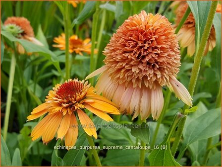 Echinacea purpurea &#039;Supreme Cantaloupe&#039; | Zonnehoed | Roter Sonnenhut