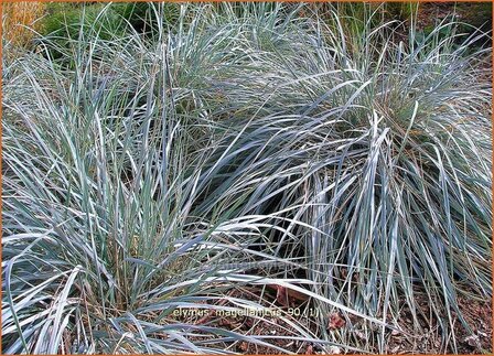 Elymus magellanicus | Hondstarwegras | Magellangras