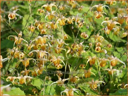 Epimedium &#039;Amber Queen&#039; | Elfenbloem | Elfenblume