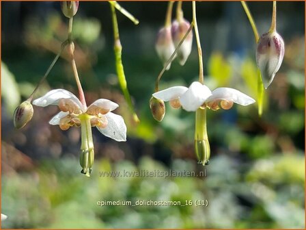 Epimedium dolichostemon | Elfenbloem | Staubbl&auml;ttrige Elfenblume